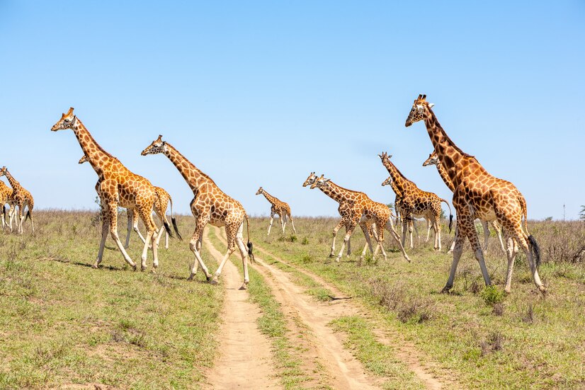 Safari Tanzania, Africa luxury travel destination