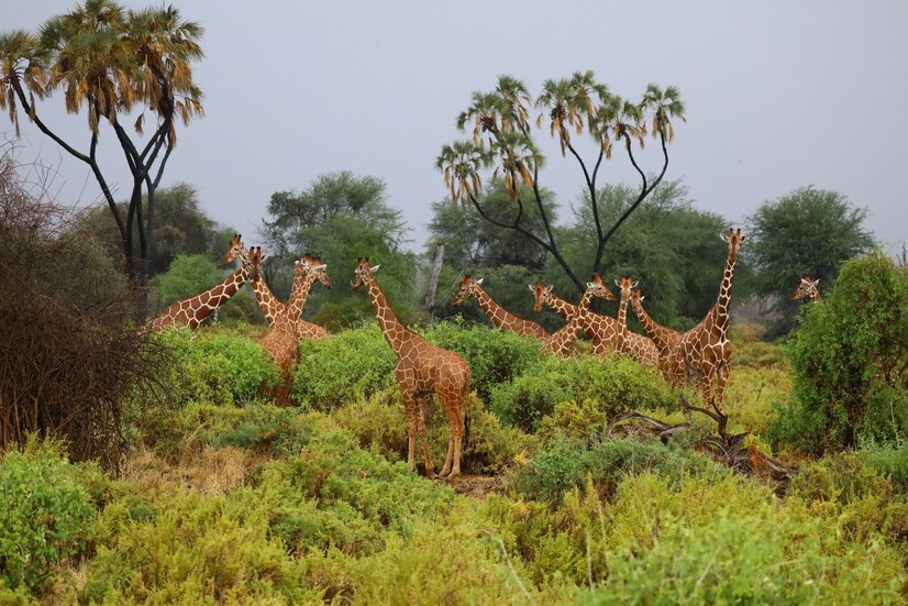 Giraffe safari on honeymoon
