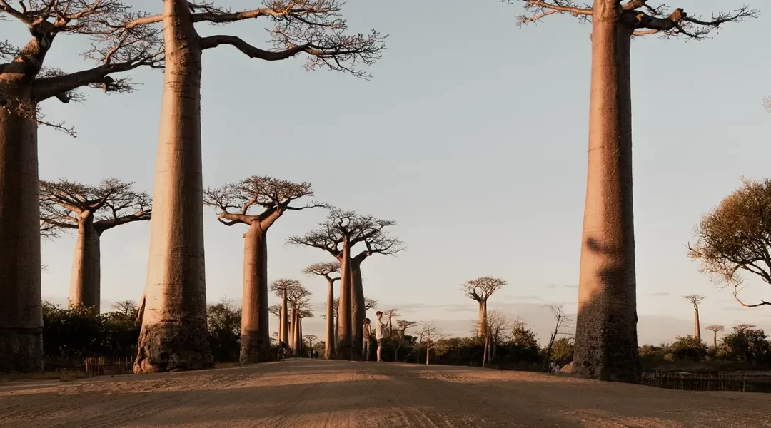 Madagascar: tsingys, lemurs and baobabs