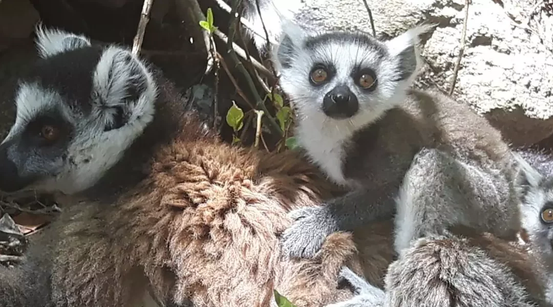 Discovering Madagascar